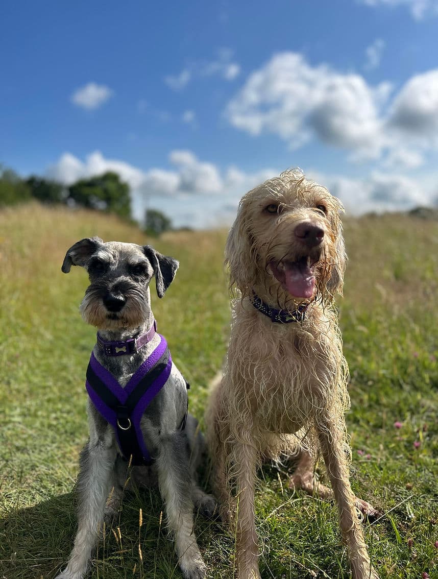 Dog Walking and Training in Droitwich Spa