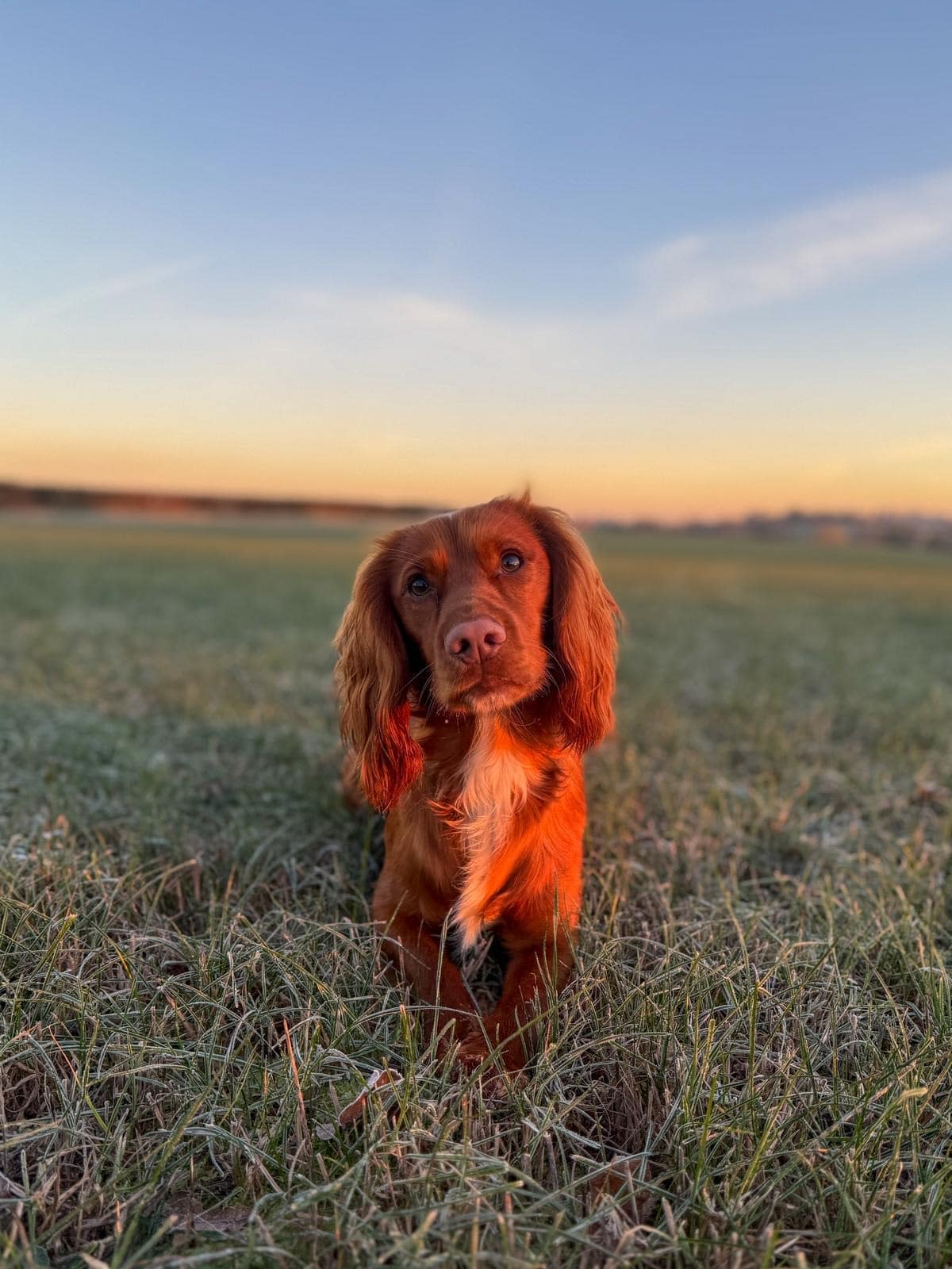 A working cocker spaniel puppy