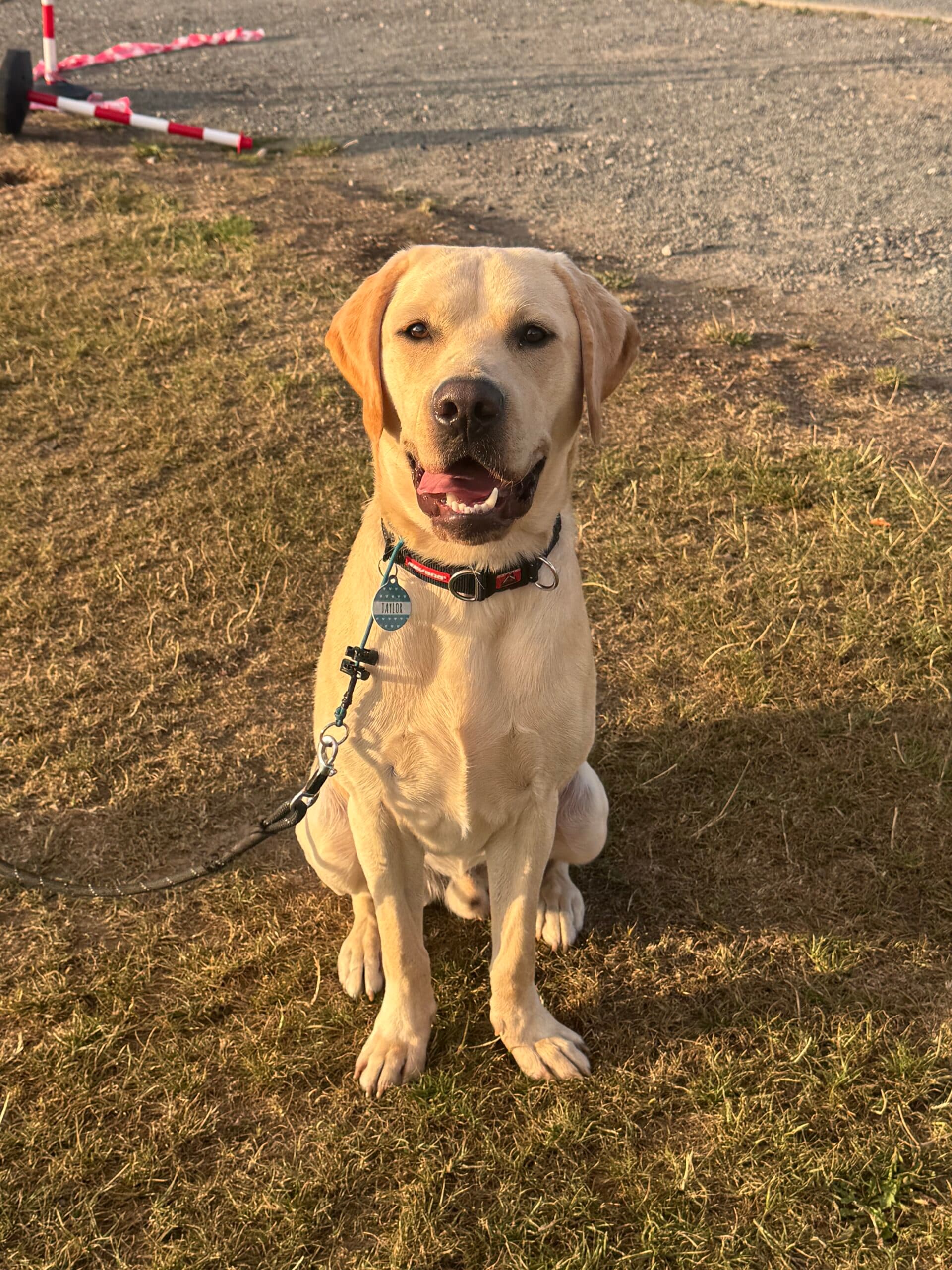 A teenage Labrador out on a walk