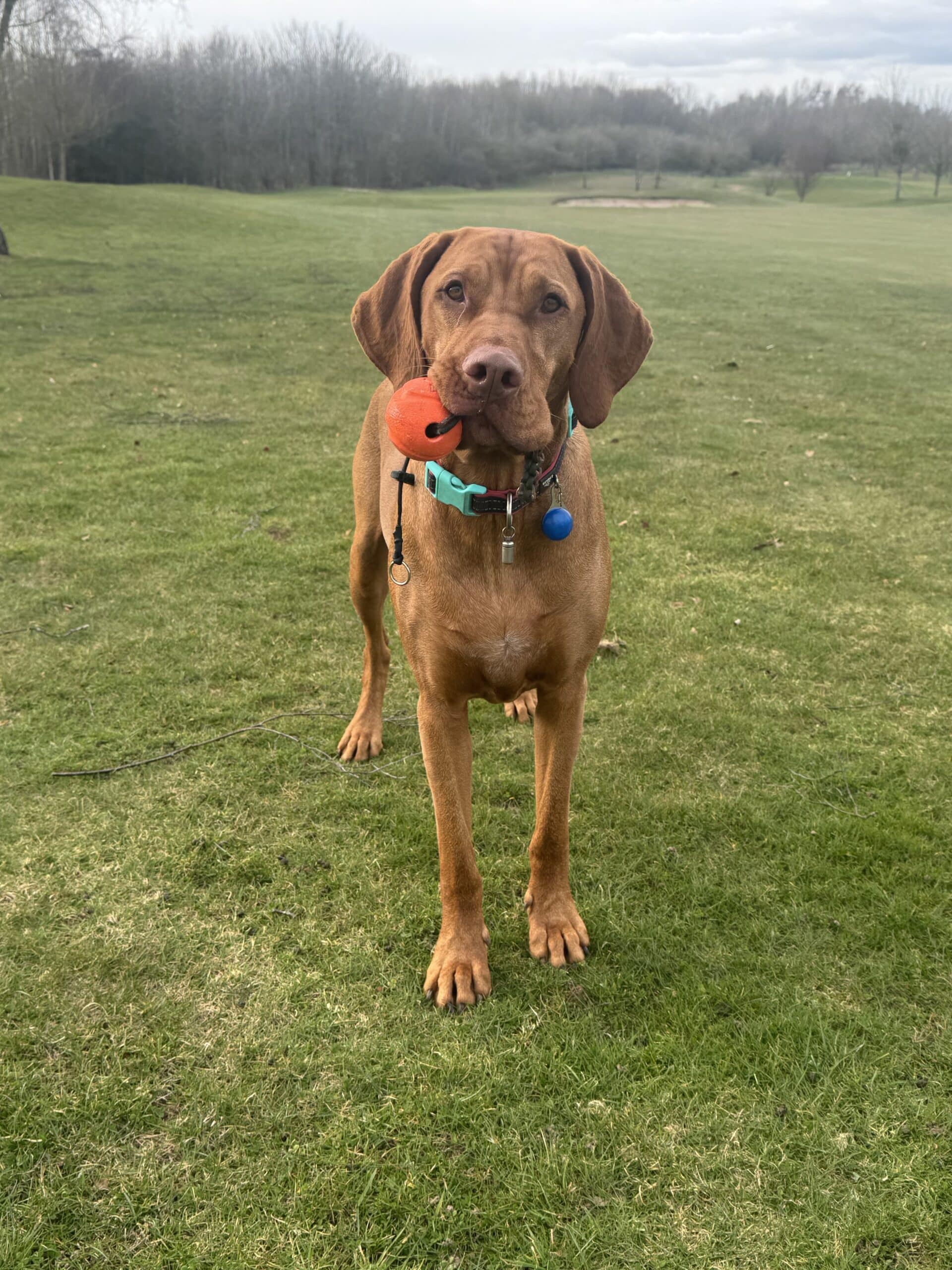 A Hungarian vizsla in a field