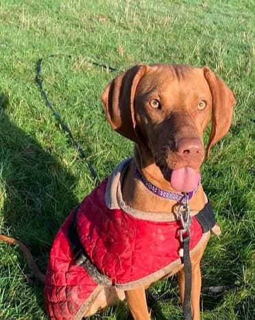Daisy the puppy on a walk