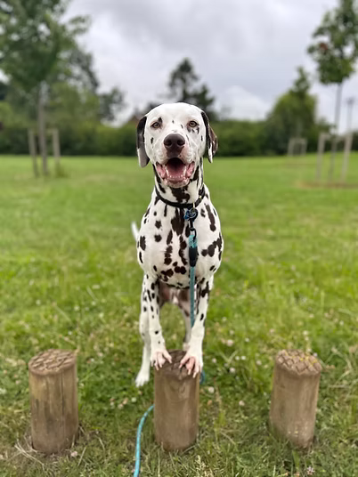 Obi out on a group walk