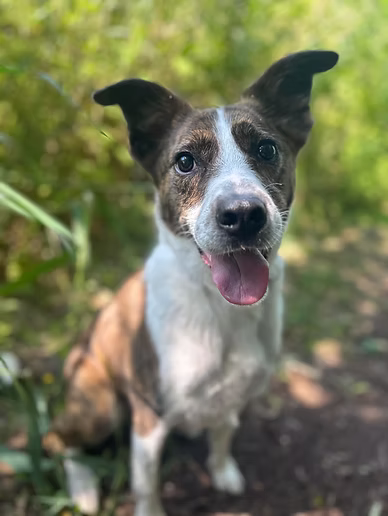 A happy dog after a walk