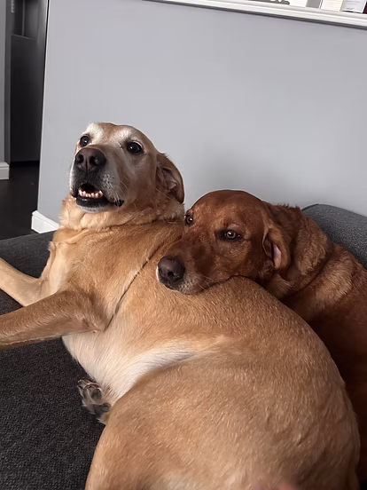 Two Labradors looked after while their owners were away